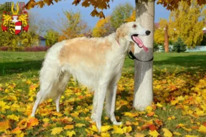 Read more about the article Borzoi breeders and puppies in Carinthia
