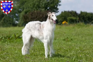 Read more about the article Borzoi breeders and puppies in Centre-Val de Loire