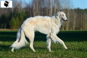 Read more about the article Borzoi breeders and puppies in Corsica
