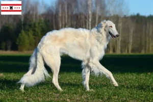 Read more about the article Borzoi breeders and puppies in Drenthe