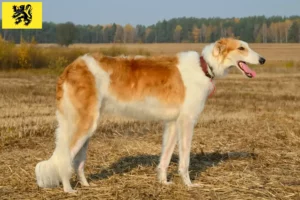 Read more about the article Borzoi breeders and puppies in Flanders