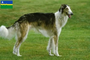 Read more about the article Borzoi breeders and puppies in Flevoland