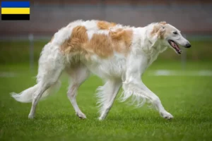 Read more about the article Borzoi breeders and puppies in Gelderland