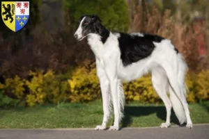 Read more about the article Borzoi breeders and puppies in Hauts-de-France