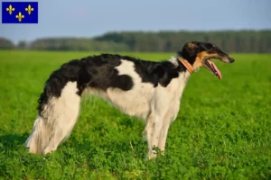 Read more about the article Borzoi breeders and puppies in Île-de-France