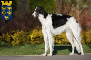 Read more about the article Borzoi breeders and puppies in Lower Austria