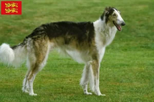 Read more about the article Borzoi breeders and puppies in Normandy