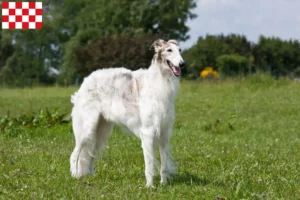 Read more about the article Borzoi breeders and puppies in North Brabant