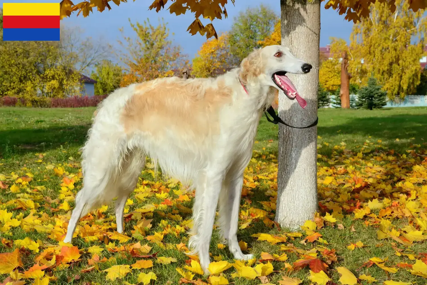 Read more about the article Borzoi breeders and puppies in North Holland