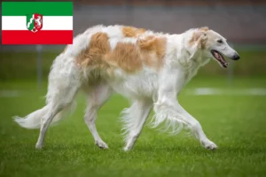 Read more about the article Borzoi breeders and puppies in North Rhine-Westphalia