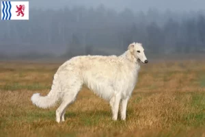 Read more about the article Borzoi breeders and puppies in Nouvelle-Aquitaine