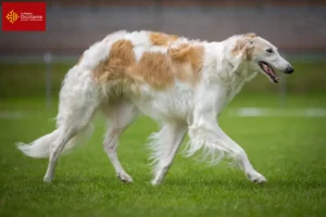 Read more about the article Borzoi breeders and puppies in Occitania