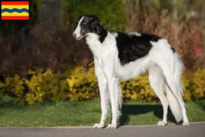 Read more about the article Borzoi breeders and puppies in Overijssel