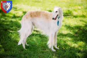 Read more about the article Borzoi breeders and puppies in Pays de la Loire