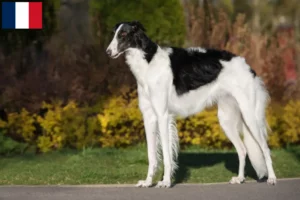 Read more about the article Borzoi breeders and puppies on Réunion