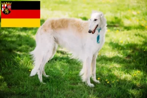 Read more about the article Borzoi breeders and puppies in Rhineland-Palatinate