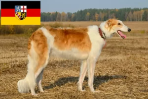 Read more about the article Borzoi breeders and puppies in Saarland
