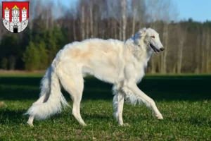 Read more about the article Borzoi breeders and puppies in Salzburg