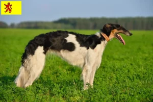 Read more about the article Borzoi breeders and puppies in South Holland