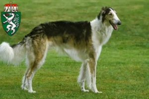 Read more about the article Borzoi breeders and puppies in Styria
