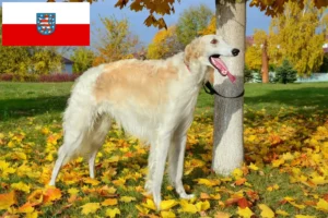 Read more about the article Borzoi breeders and puppies in Thuringia