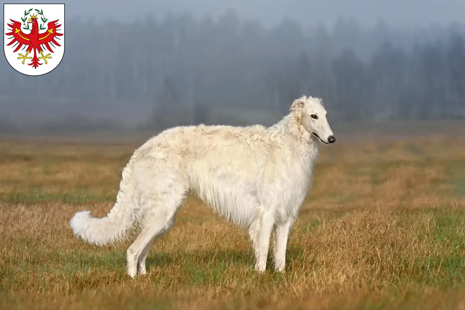 Read more about the article Borzoi breeders and puppies in Tyrol