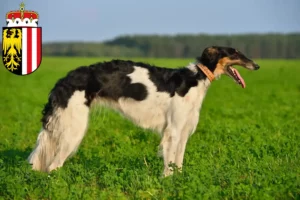 Read more about the article Borzoi breeders and puppies in Upper Austria