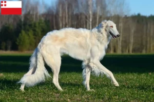 Read more about the article Borzoi breeders and puppies in Utrecht