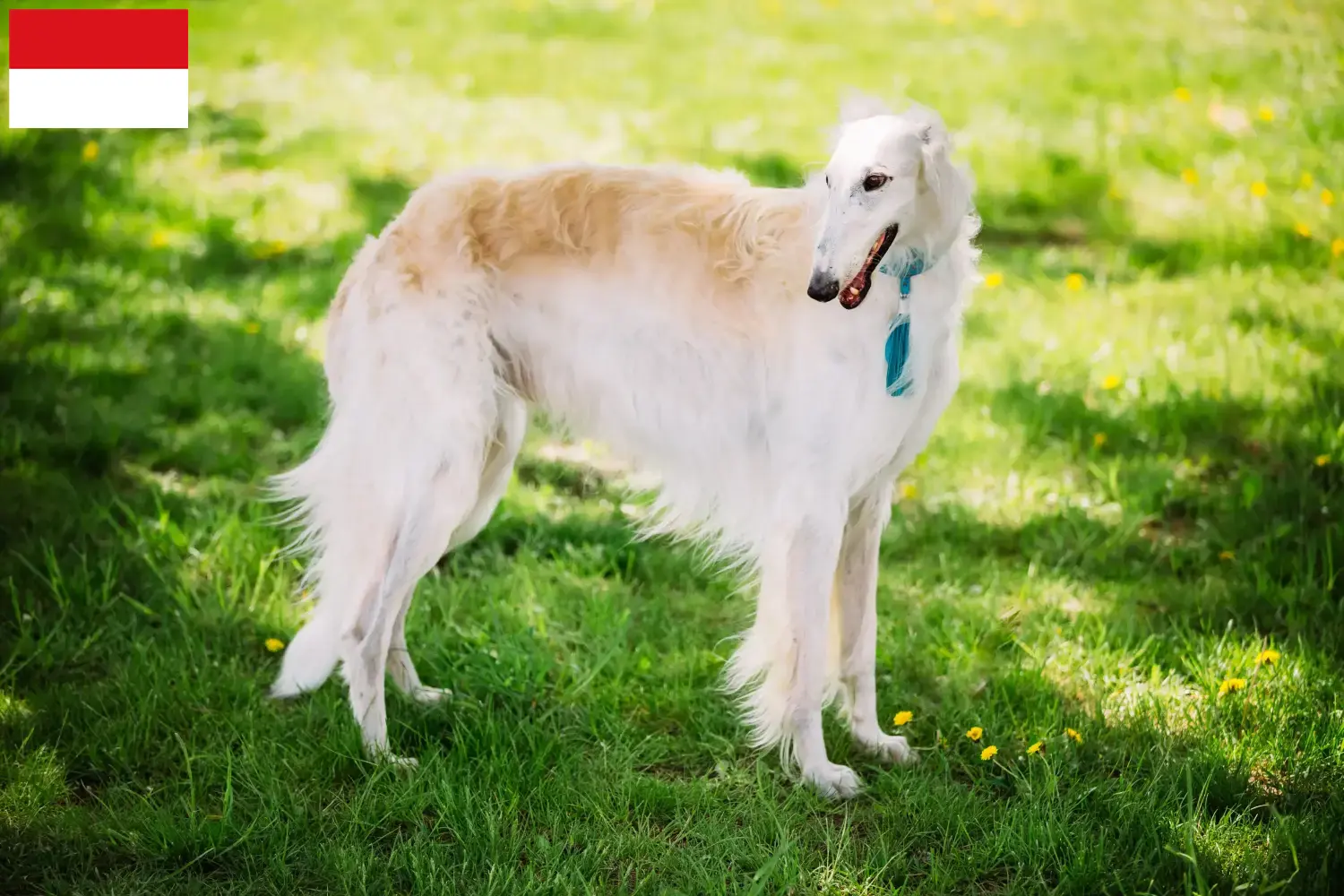 Read more about the article Borzoi breeders and puppies in Vienna