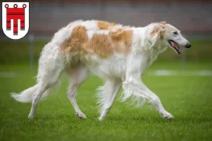 Read more about the article Borzoi breeders and puppies in Vorarlberg