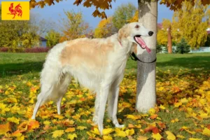 Read more about the article Borzoi breeders and puppies in Walloon Region