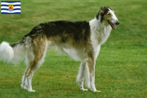 Read more about the article Borzoi breeders and puppies in Zeeland