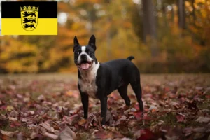 Read more about the article Boston Terrier breeders and puppies in Baden-Württemberg