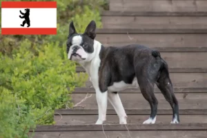 Read more about the article Boston Terrier breeders and puppies in Berlin