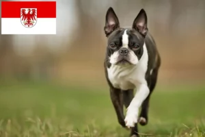 Read more about the article Boston Terrier breeders and puppies in Brandenburg