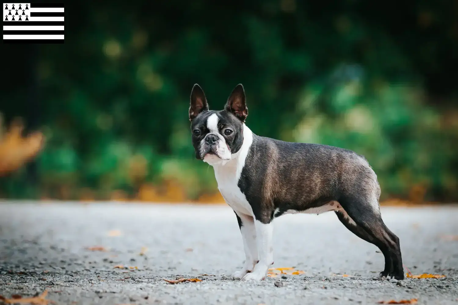 Read more about the article Boston Terrier breeders and puppies in Brittany