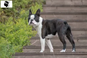 Read more about the article Boston Terrier breeders and puppies in Corsica