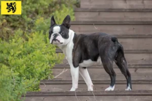 Read more about the article Boston Terrier breeders and puppies in Flanders