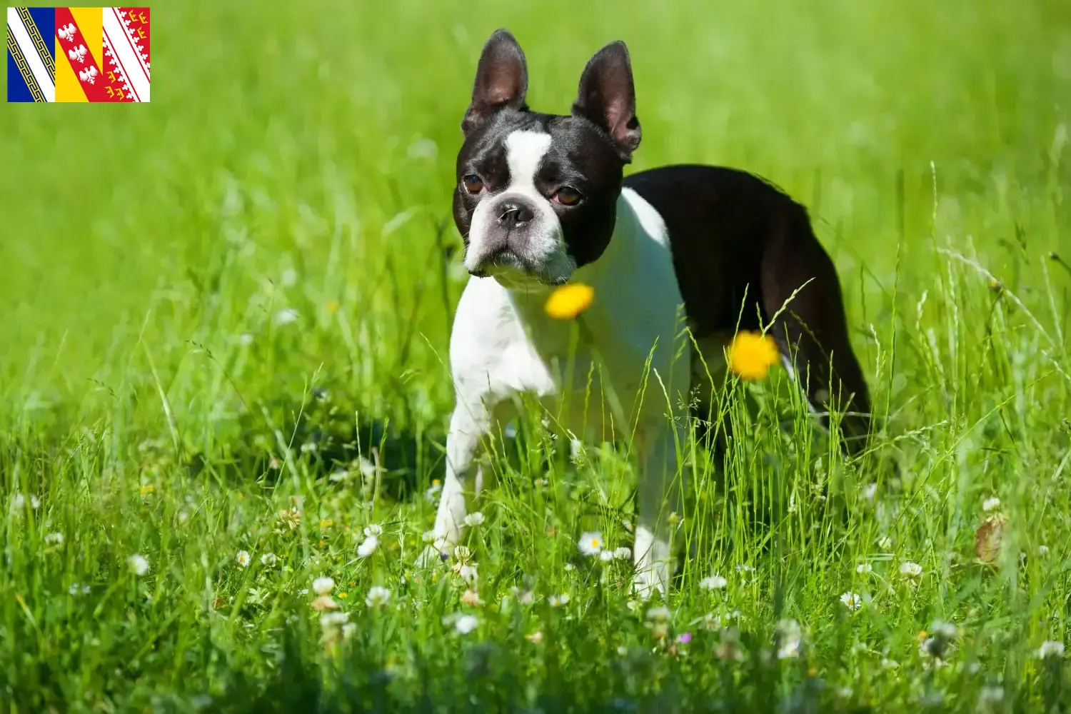 Read more about the article Boston Terrier breeders and puppies in Grand Est