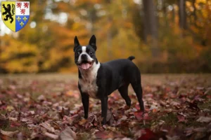 Read more about the article Boston Terrier breeders and puppies in Hauts-de-France