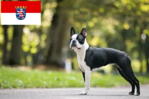 Read more about the article Boston Terrier breeders and puppies in Hessen