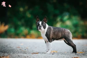 Read more about the article Boston Terrier breeders and puppies in Hovedstaden