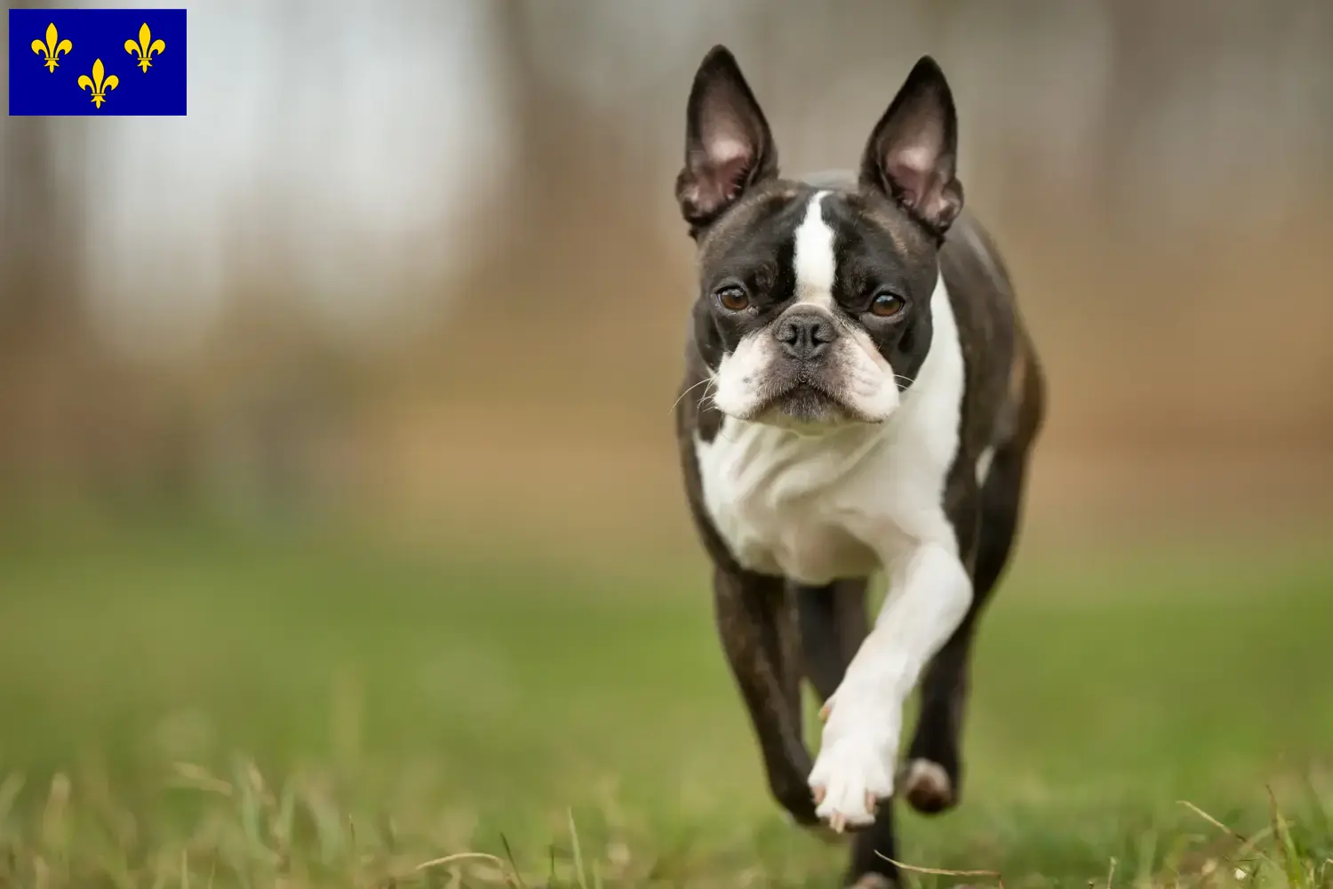 Read more about the article Boston Terrier breeders and puppies in Île-de-France