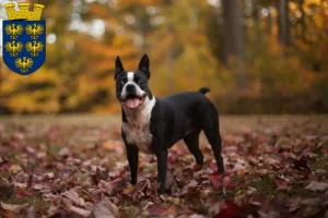 Read more about the article Boston Terrier breeders and puppies in Lower Austria