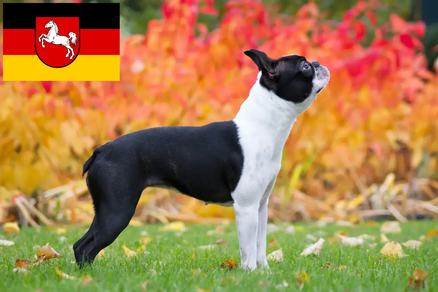 Read more about the article Boston Terrier breeders and puppies in Lower Saxony