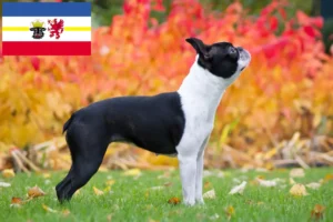 Read more about the article Boston Terrier breeders and puppies in Mecklenburg-Vorpommern