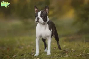 Read more about the article Boston Terrier breeders and puppies in Midtjylland