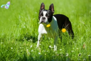 Read more about the article Boston Terrier breeders and puppies in Nordjylland