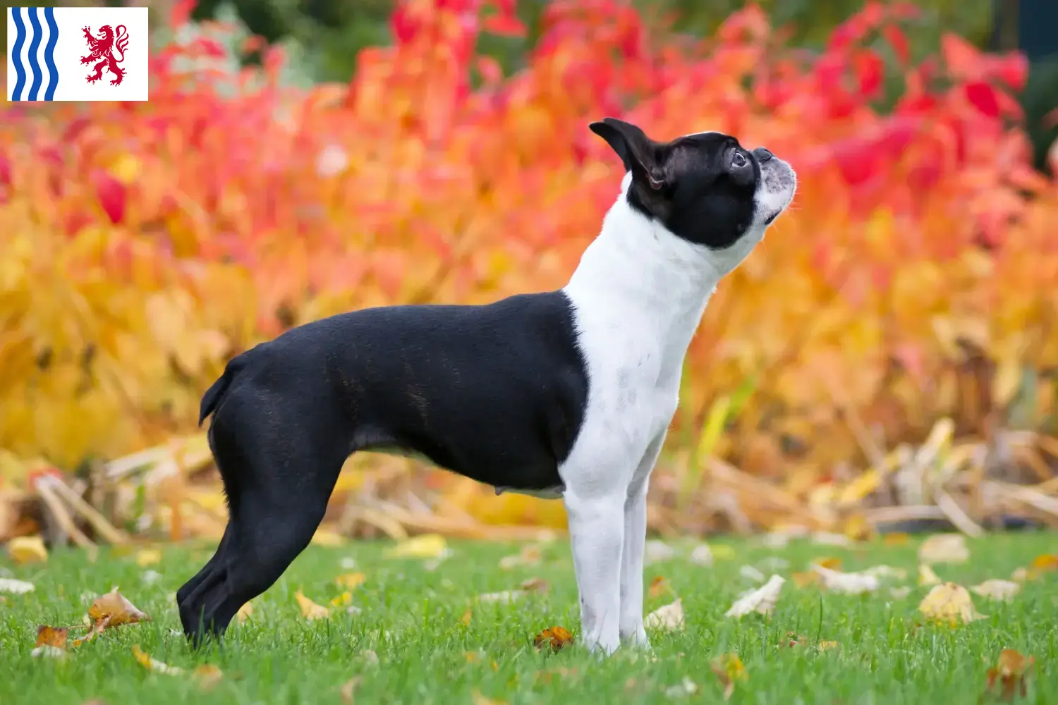 Read more about the article Boston Terrier breeders and puppies in Nouvelle-Aquitaine