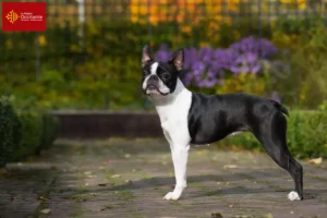 Read more about the article Boston Terrier breeders and puppies in Occitania